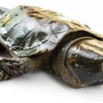 Encuentran en China una rara tortuga con ‘pico de águila’ y ‘cola de cocodrilo’