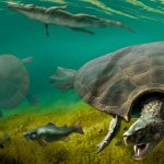 Nuevos fósiles revelan que tortugas gigantes, del tamaño de un automóvil, recorrieron Suramérica