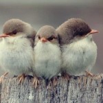 3 tipos de amistad según Aristóteles