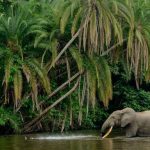 Los bosques tropicales ya no pueden absorber más CO2