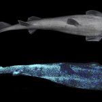“Tiburón gigante luminoso”: hallan tres tiburones de aguas profundas que brillan en la oscuridad