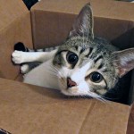 Por qué el mejor regalo que le puedes hacer a tu gato es una caja de cartón
