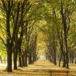 Un 20% más de árboles en las ciudades limpiaría el aire