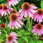 Un interruptor para hacer florecer las plantas