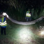 Una serpiente pitón de seis metros siembra el pánico en Polonia