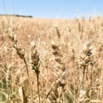 Una vacuna para plantas comestibles
