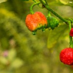 Qué es lo peor que te puede pasar si comes un chile muy picante