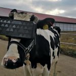 Las vacas rusas experimentan con visores VR para dar mejor leche