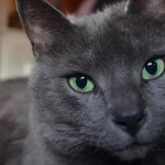 ¿Qué hago si mi gato es envenenado?