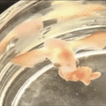Filman por primera vez una cría de pulpo Dumbo, la criatura que nada con sus aletas en forma de orejas