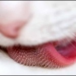 La lengua de tu gato en realidad es un cepillo para pelo súper eficiente