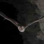 La ciencia descubre por fin cómo los murciélagos vampiro pueden alimentarse solo de sangre y sobrevivir