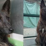 Descubren en Brasil el primer híbrido de perro y zorro del mundo