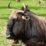 Qué es GNU/Linux y porqué es importante
